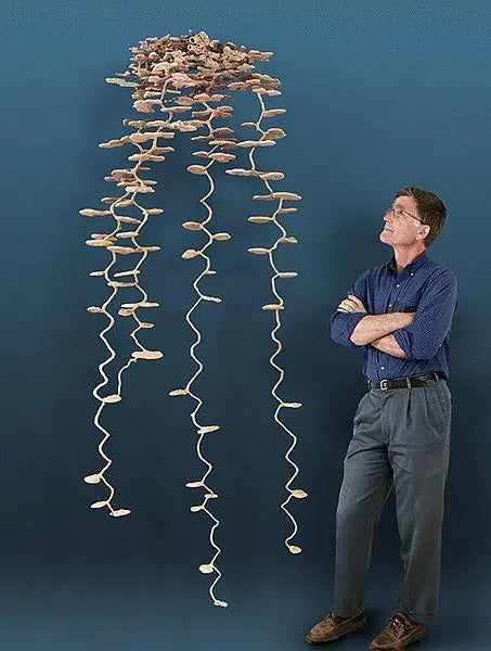 ant nest molded model in plastic comparison to human