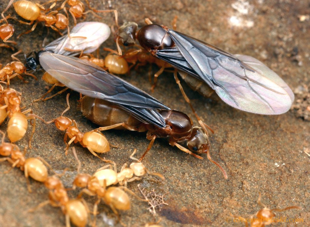 flying ants lasius