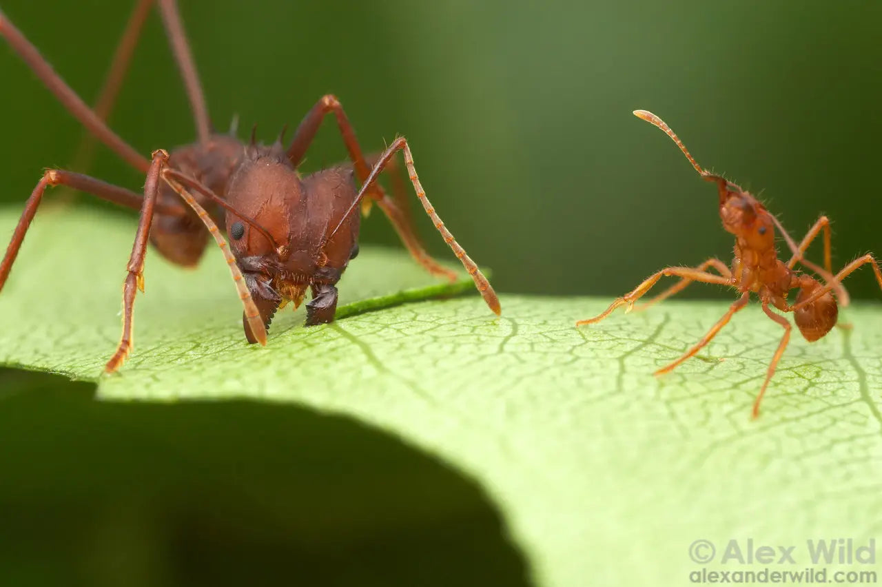 Comunicación de hormigas – AntKeepers