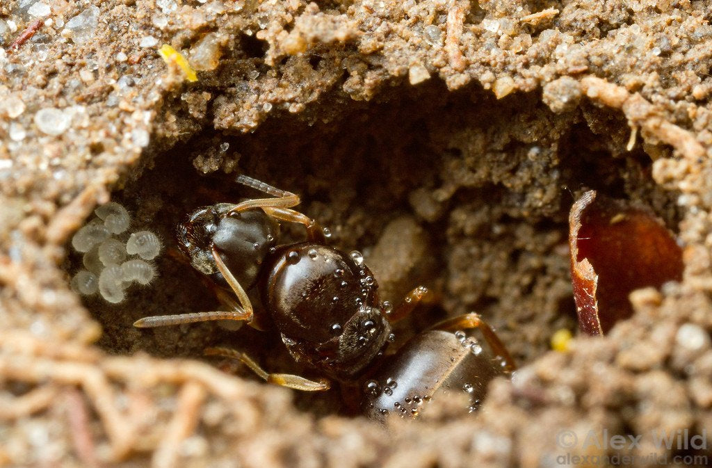 Young ant queen founding her ant colony