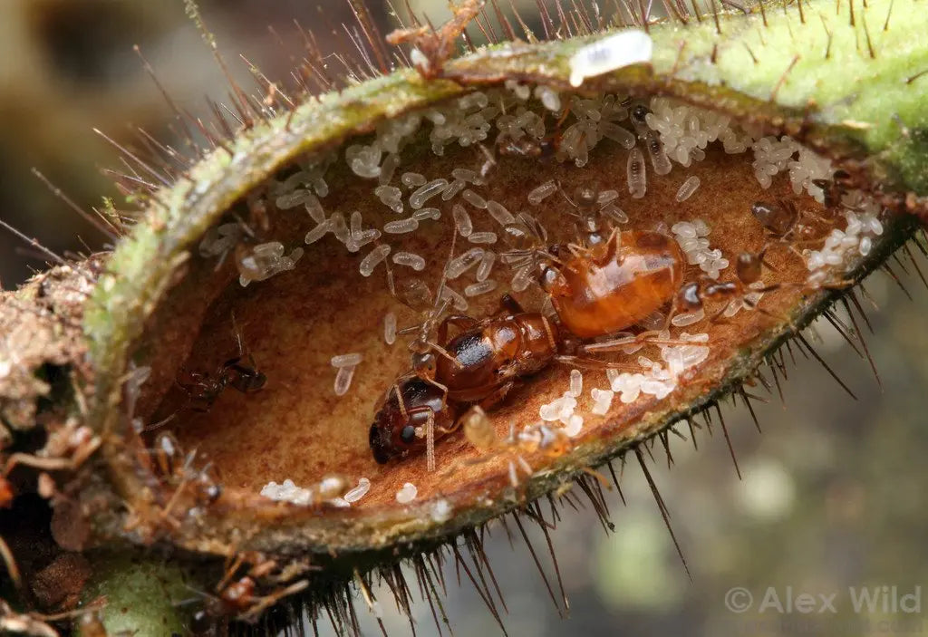 tiny ants making a nest in a twig