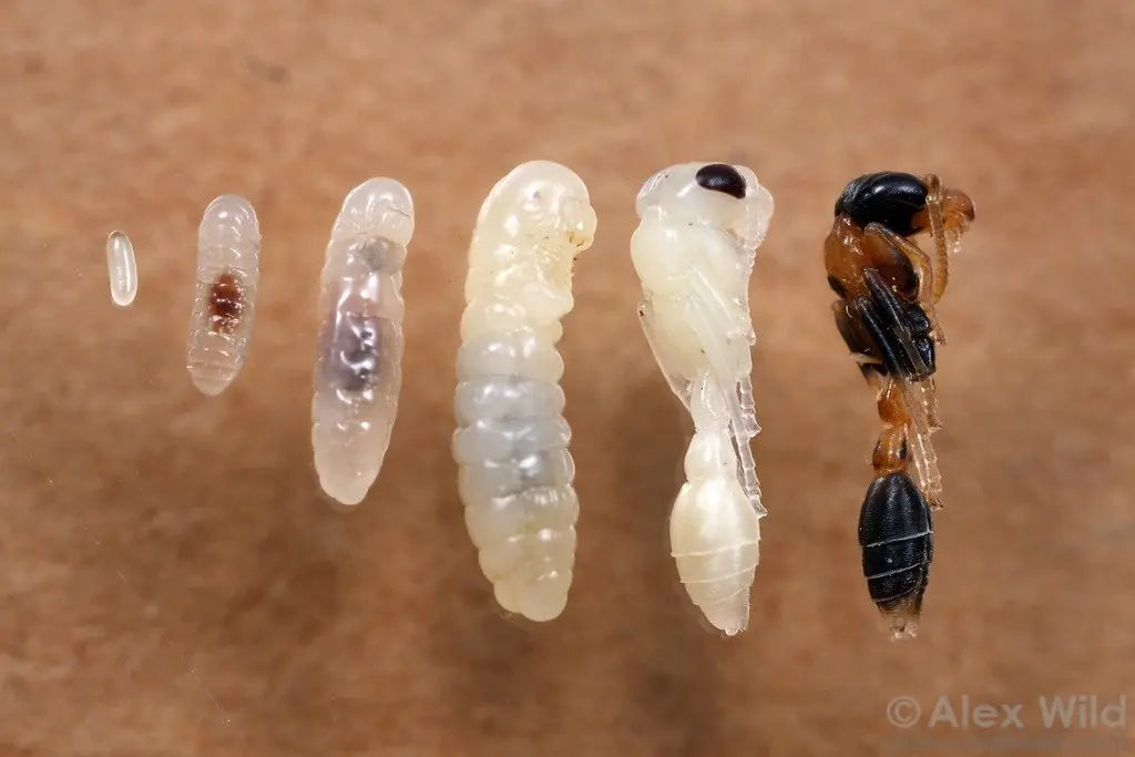 From egg to ant phases