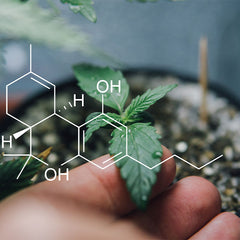 Cannabinoids