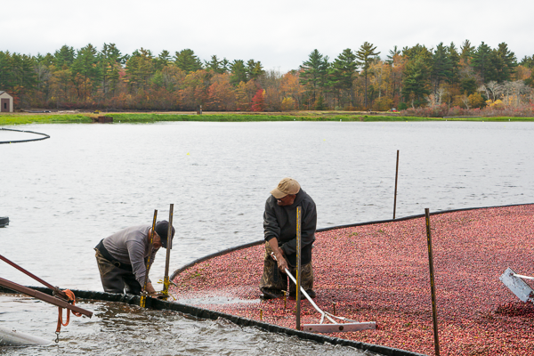 cranberry harvest