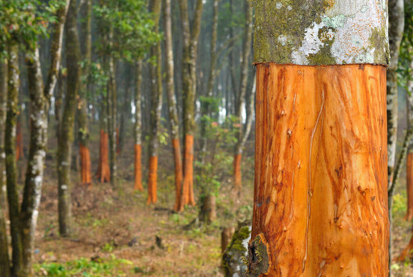 cinnamon trees