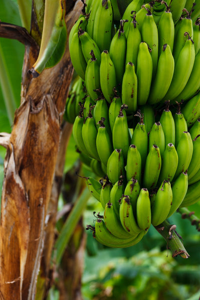 Shipley Fremmedgøre Hen imod All About Bananas – 88 Acres
