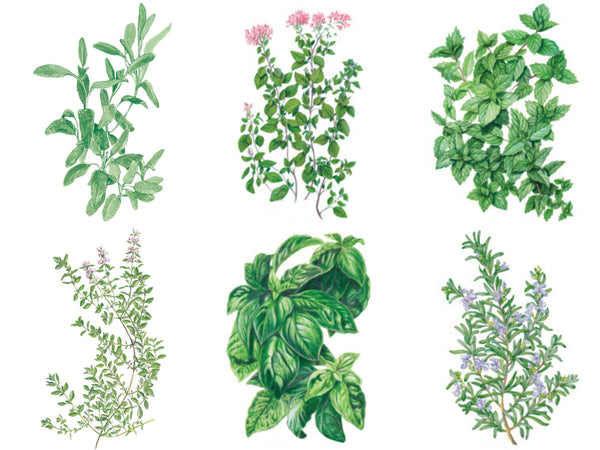best herbs for beginners