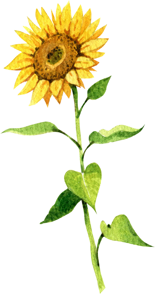 Sunflower Seeds – 88 Acres