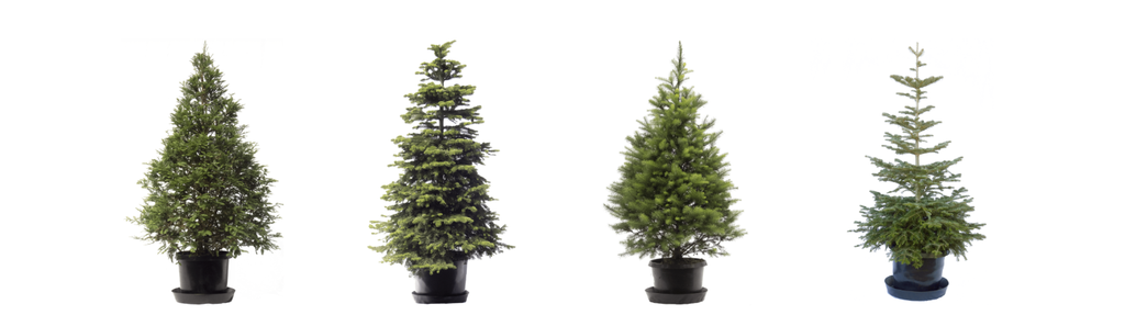 A selection of trees from the California-based company, Rent a Living Christmas Tree.