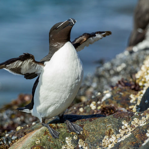 Pingouins Tordas