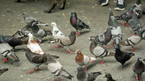 Flock Of Pigeons Flocking To Breadcrumbs On Ground In Park In Nyc Ny Clips