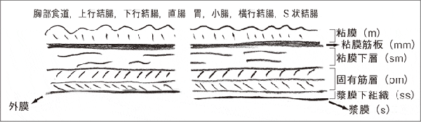 消化管の壁構造 正