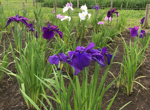 Japanese iris