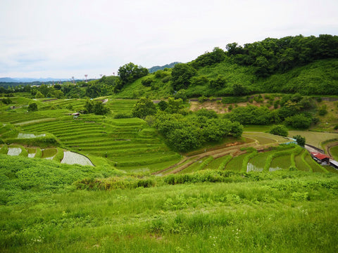 Terraced rice fields in Chihaya-Akasaka Village, the only village in Osaka Prefecture