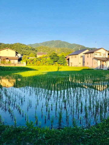 Manshu Rice Field