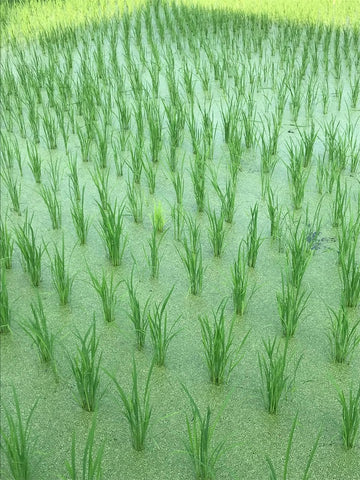 Rice field summer solstice