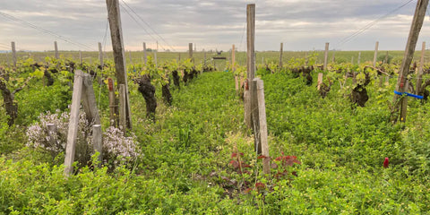 Vineyards at Chateau Latour