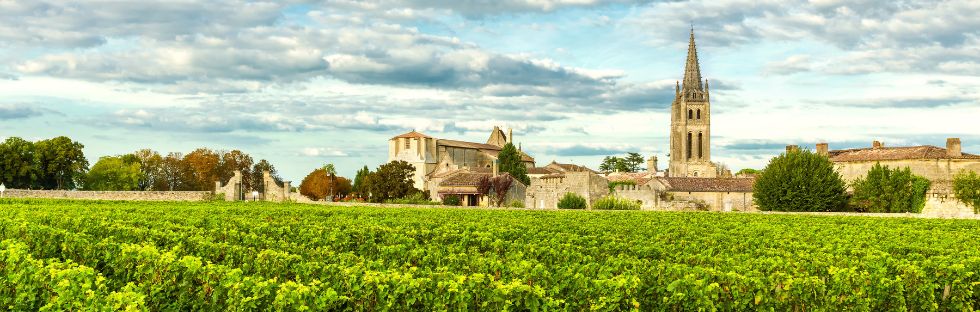 Bordeaux 2022 vineyard