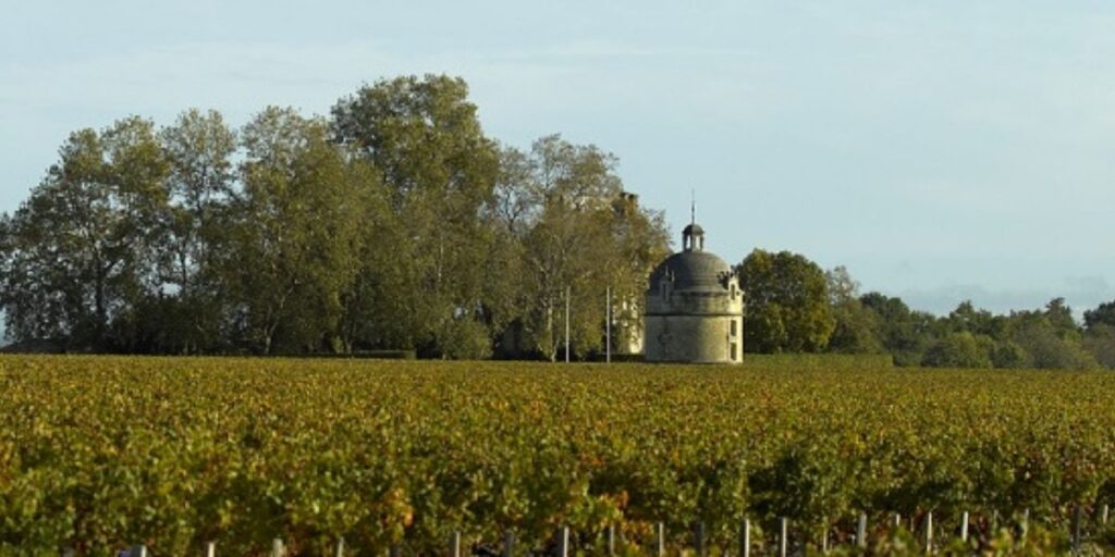 Bordeaux 2022 vineyard