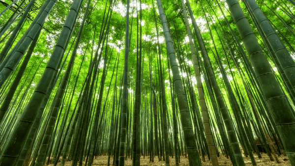 Bamboo Tree Forest