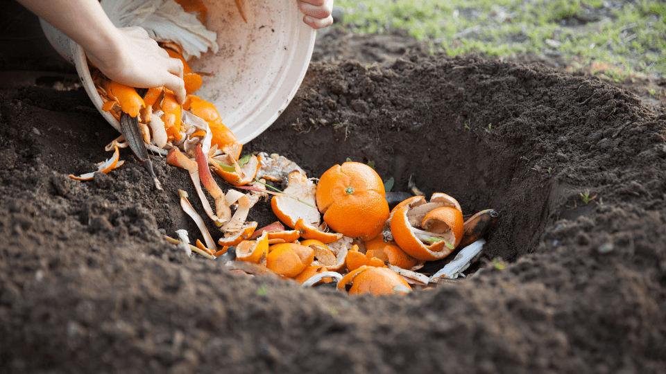Skin peels from fruits and vegetables used for composting