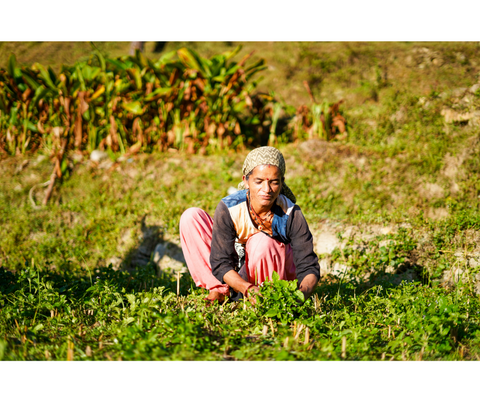 Female farmer harvesting