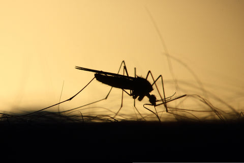 Warum stechen Mücken nicht alle?