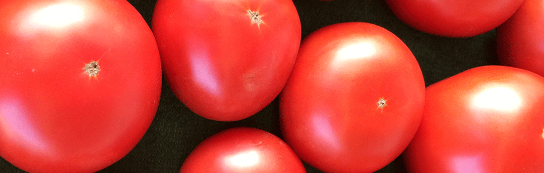Ted S Tips For Fabulous South Jersey Tomatoes Dambly S Garden Center