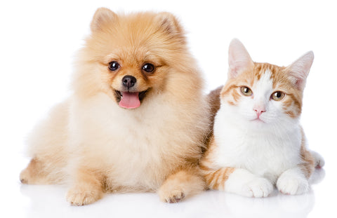 小型犬と猫イメージ