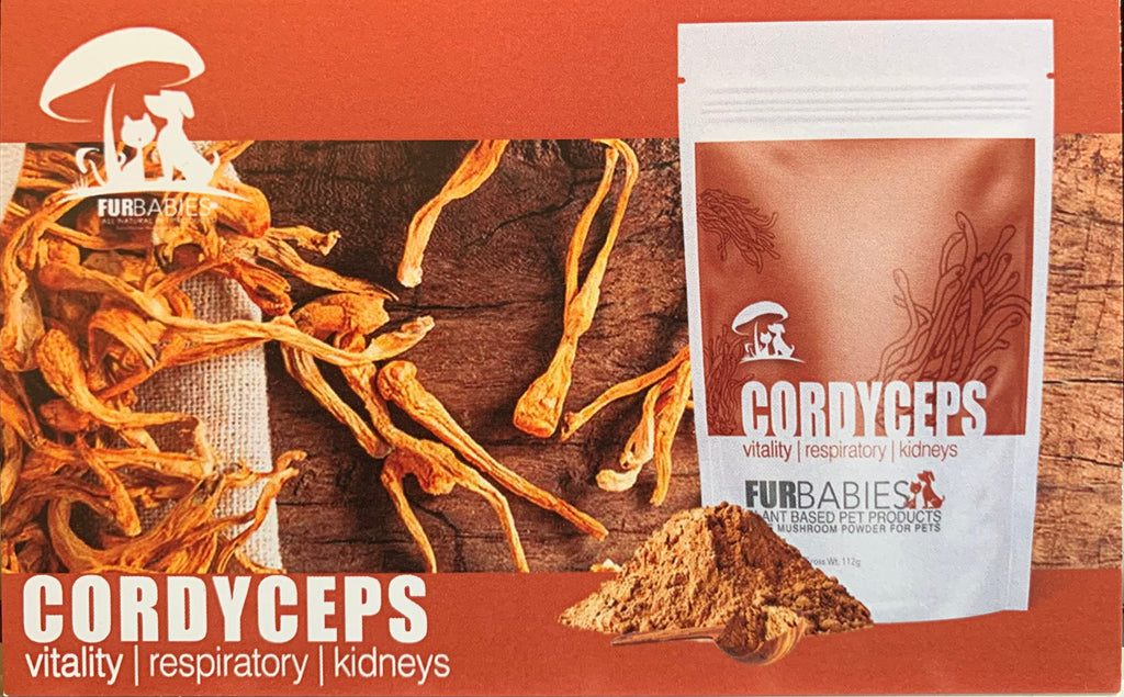 cordyceps for dogs