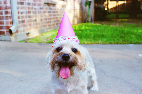 Dog with pink birthday hat and pink tongue