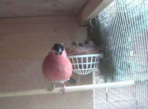 Bullfinch male