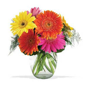 Gerbera Arrangement – Ava Florist