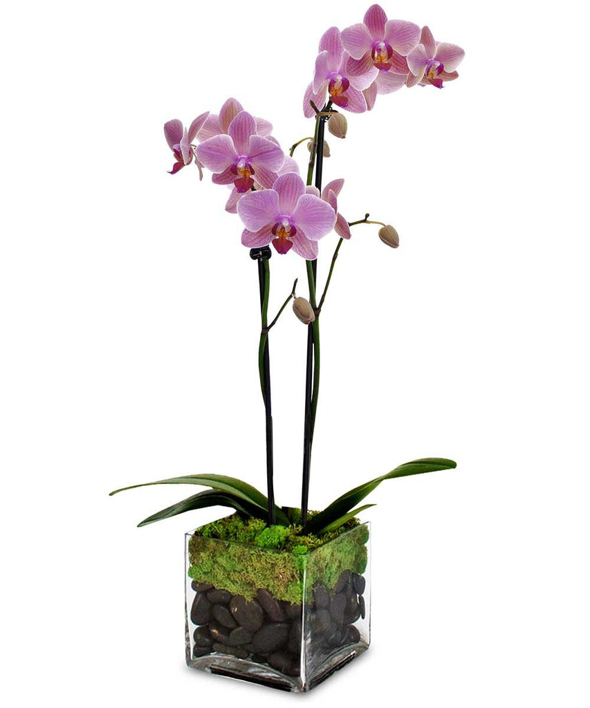 Phalaenopsis Orchid Plant – Ava Florist