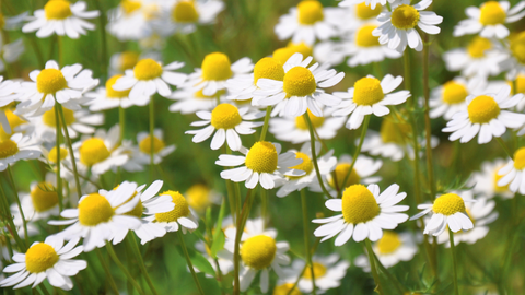 Chamomile