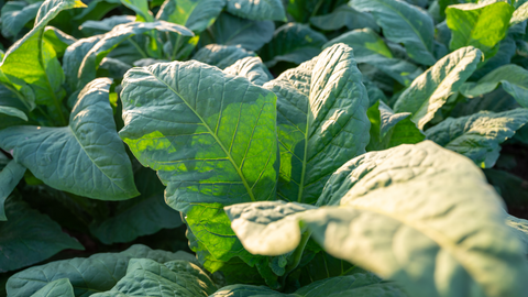 Tobacco Plant