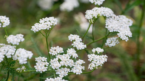 White Yarrow