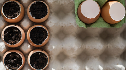 Eggshell seedlings