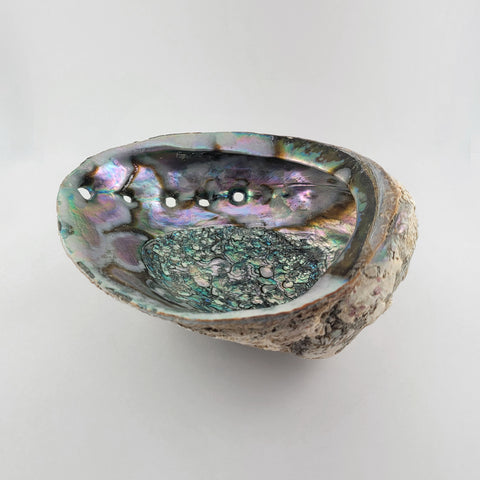 Abalone Information & Care  Spirits of the West Coast – Spirits of the  West Coast Art Gallery Inc
