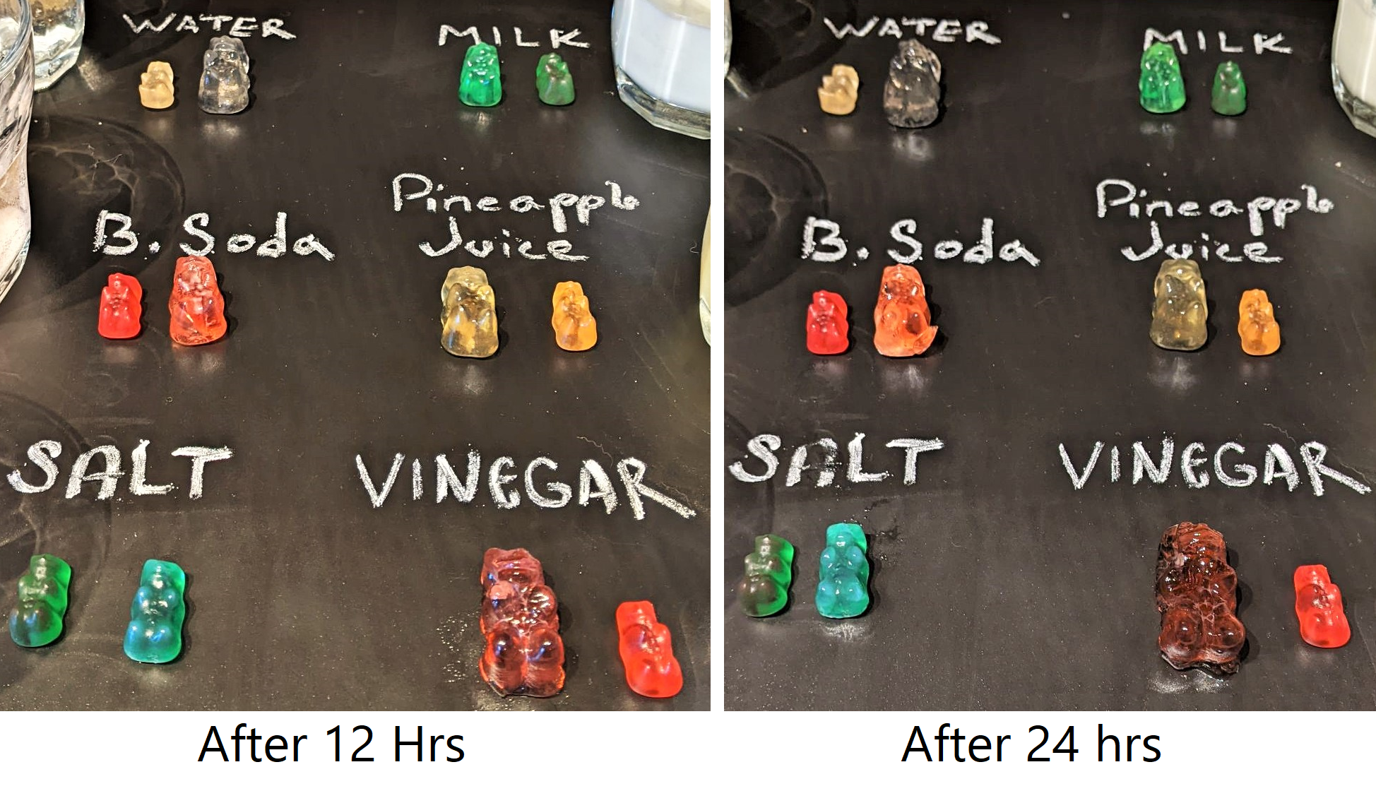 gummy bears experiment results | Yellow Scope