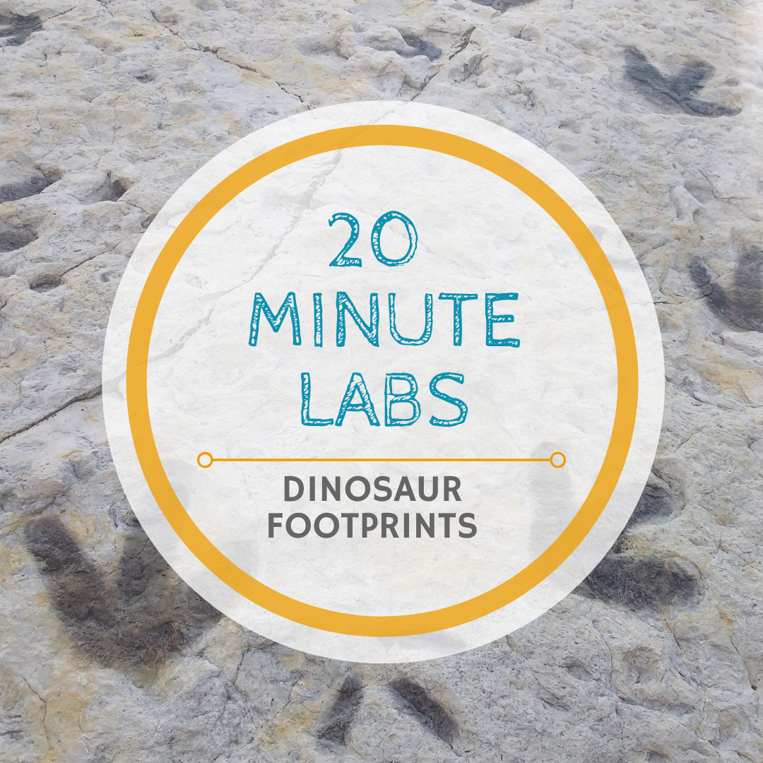 20 MINUTE LABS DINOSAUR FOOTPRINTS | Yellow Scope