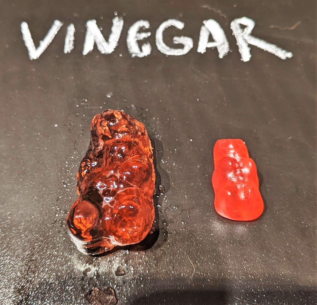 vinegar gummy bear experiment | Yellow Scope