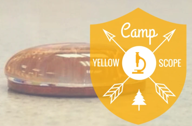 surface tension | Yellow Scope