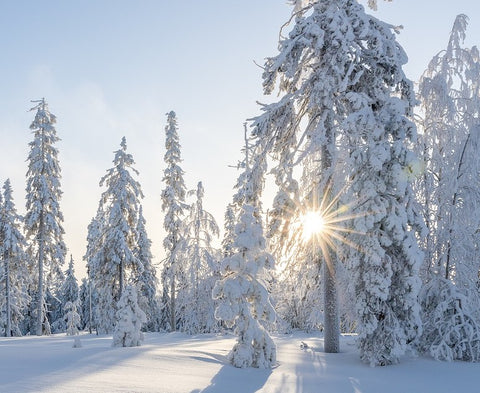 winter trees | Yellow Scope