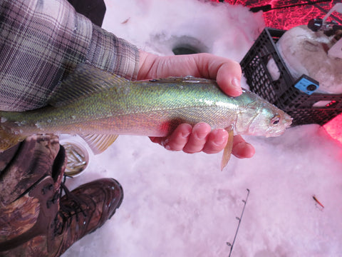 Walleye Ice Fishing