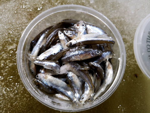 Full Tub of Minnows for Ice Fishing