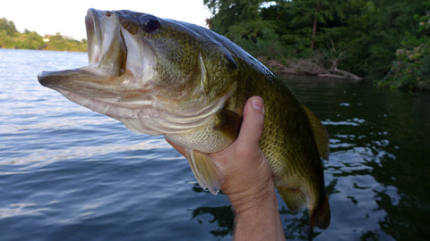 Fall Bass Fishing Tips – Simple Fishing