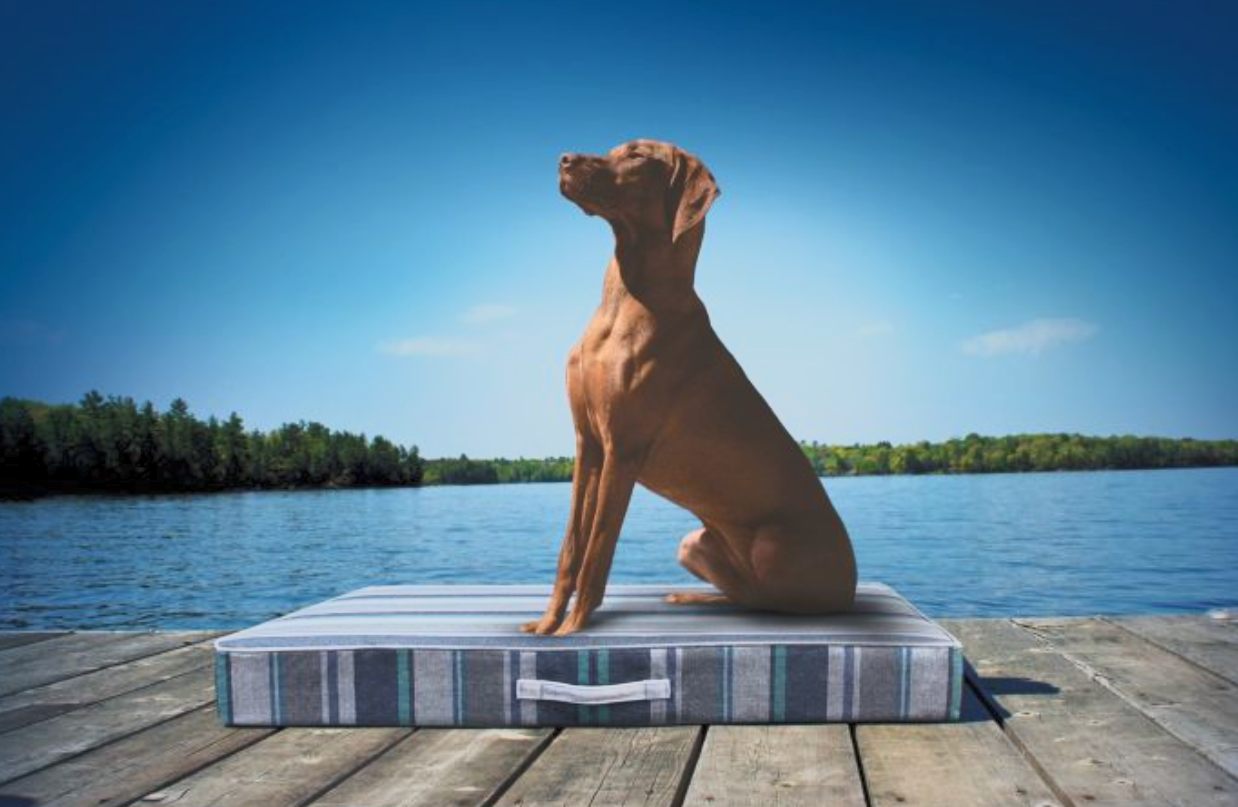 Dog sitting on a striped cushion by a lake under a clear blue sky.