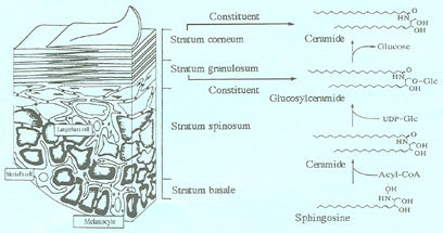 Structure of Epidermis and Biosynthesis of Ceramides