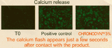 Calcium release